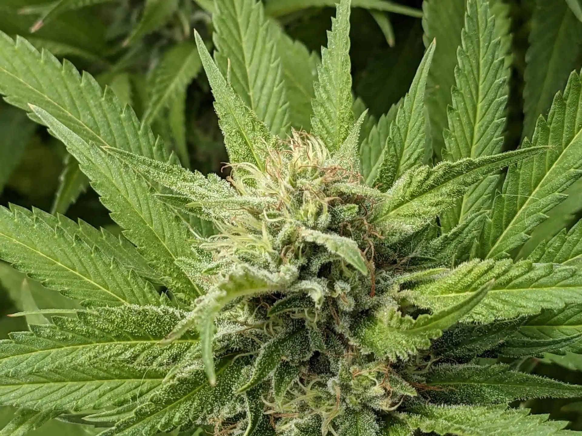 Fort lauderdale weed delivery with Same-Day Service