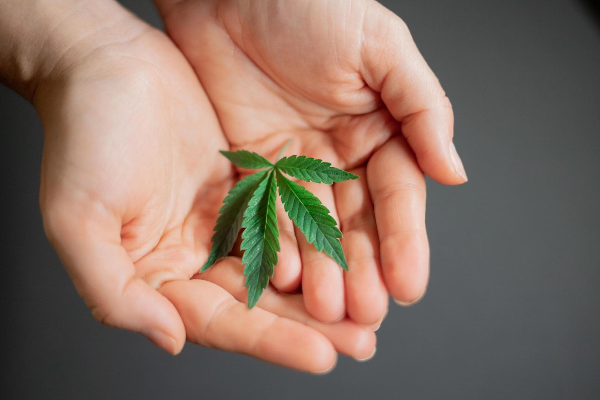Bluetenbande | Gemeinsam Cannabis kultivieren