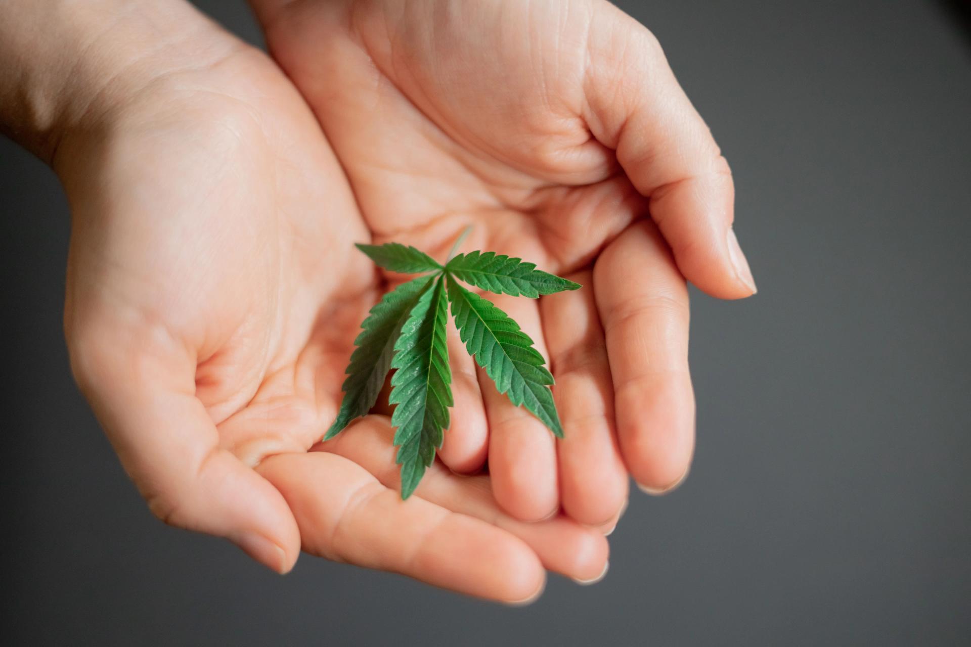 Bluetenbande | Gemeinsam Cannabis kultivieren